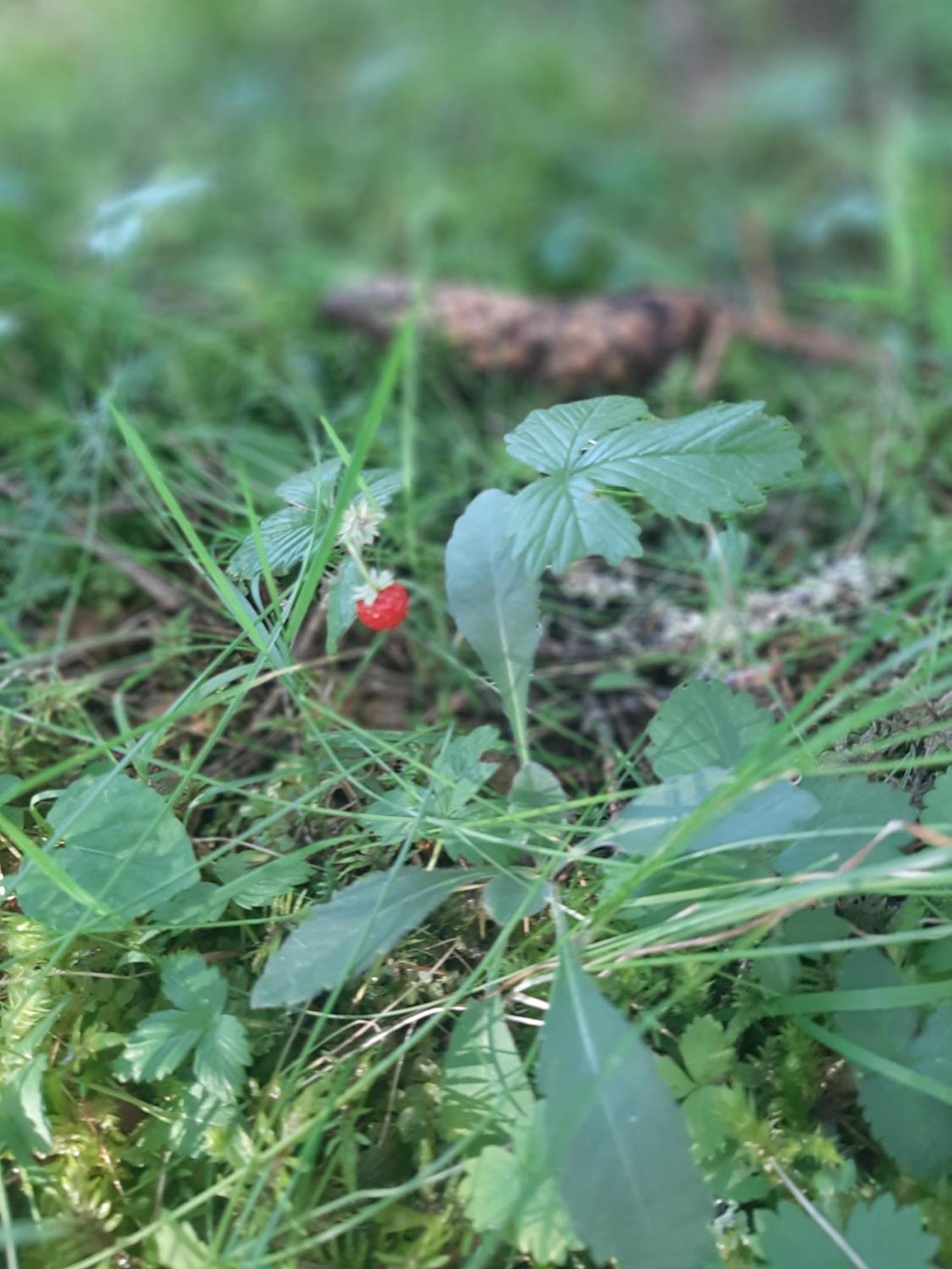 Willa Tanjuska Žabljak Zewnętrze zdjęcie